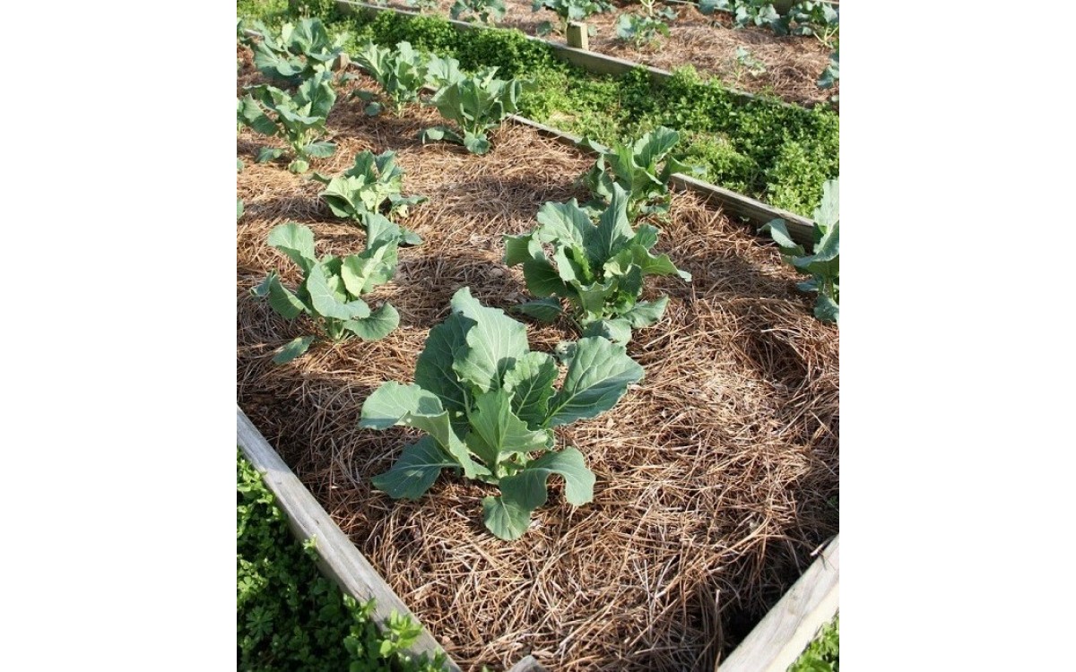  Lớp phủ - Cải Thiện Năng Suất Cây Trồng Của Bạn